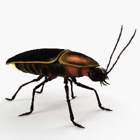 3D model Firefly